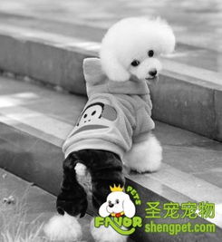 狗服裝專家表示狗穿衣多余